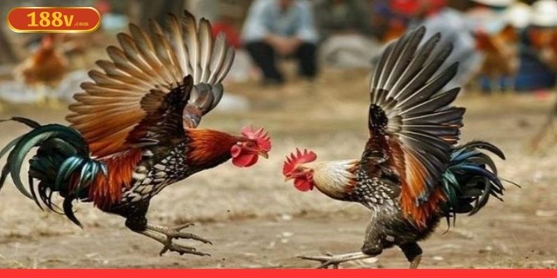 Đá gà cựa sắt với lối chơi mang tính sát thương cao