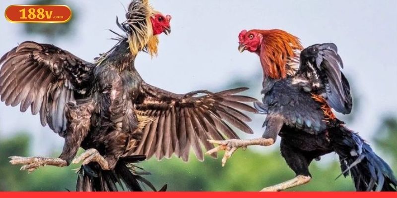 Sảnh đá gà 188V nơi thể hiện khả năng phán đoán của bạn
