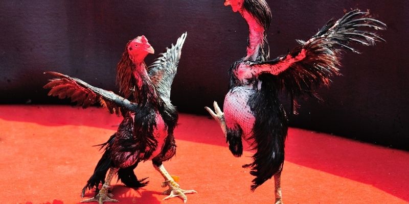 Tha hồ chọn trận tại đá gà vip