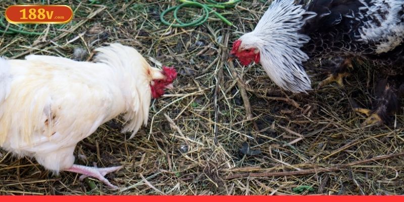 Thông tin tổng quan về đá gà trực tuyến 188V