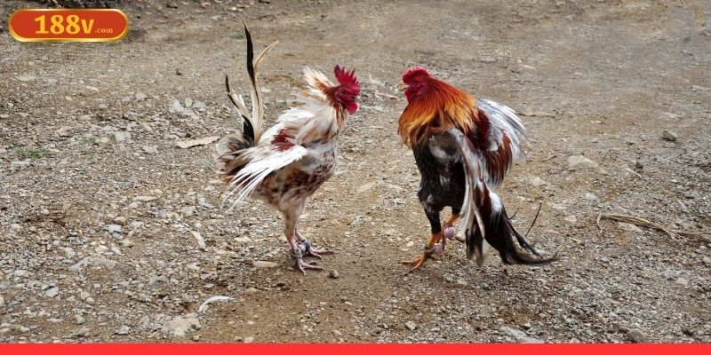 Đá gà truyền thống