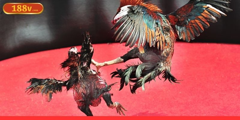 Từng trận đấu đều chất lượng